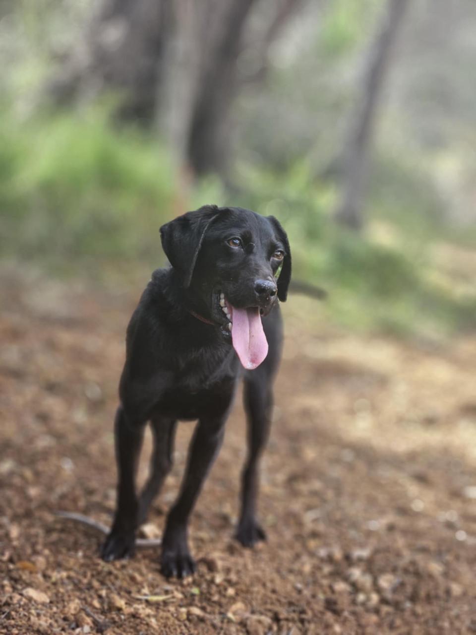 Lieve hond ( vrouwtje)