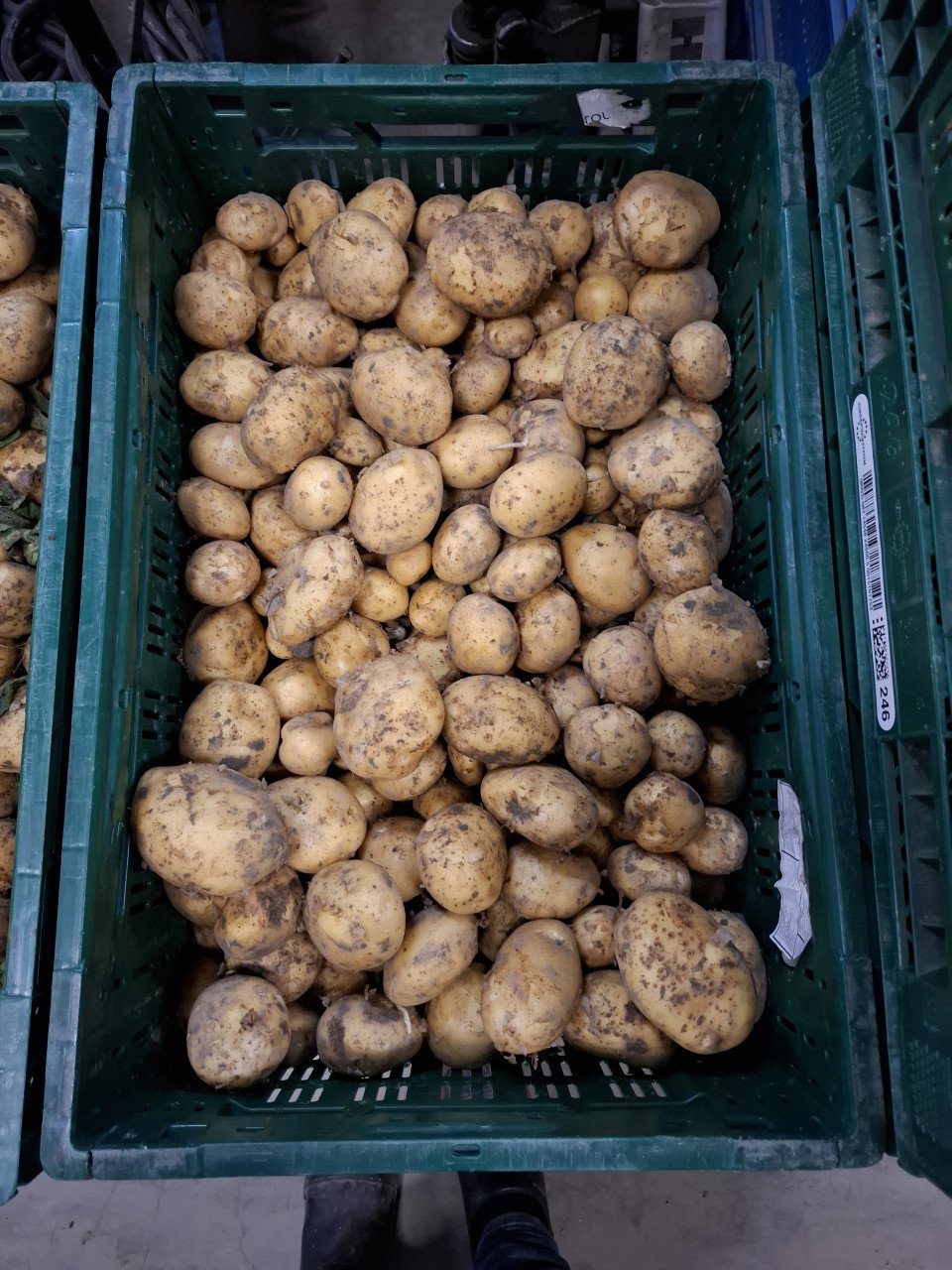 Zeeuwse frieslander aardappelen nieuwe oogst!