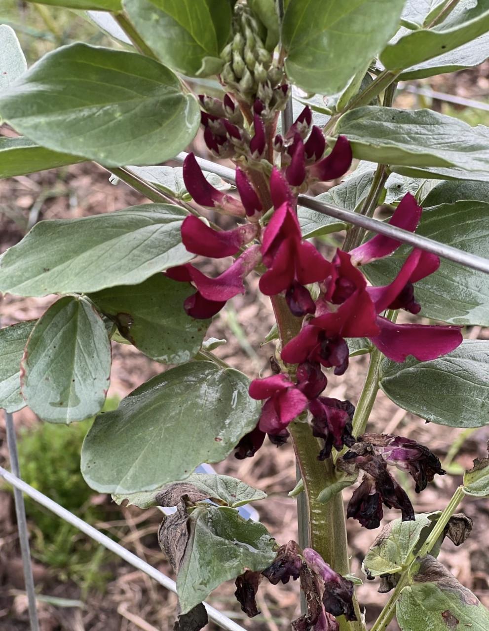 2 daagse cursus “Elke Tuin Eetbaar”