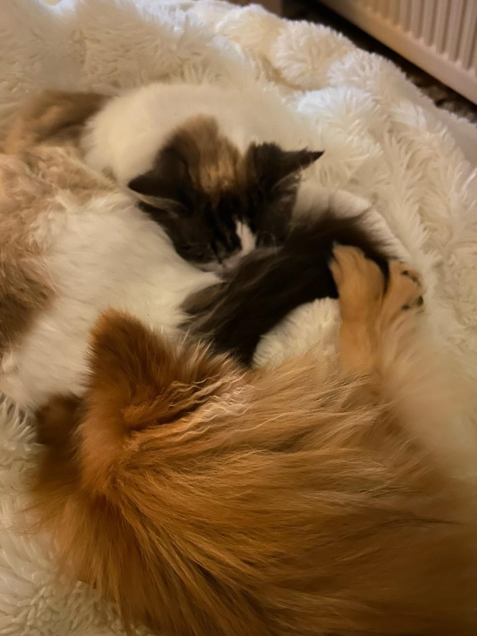 Super lieve pomeriaan