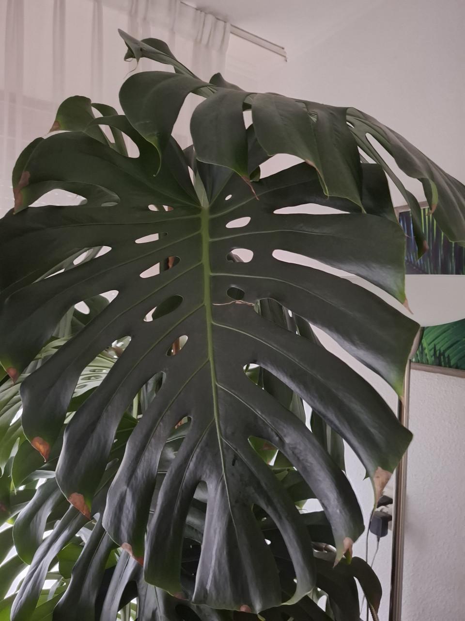 Grote monstera gatenplant