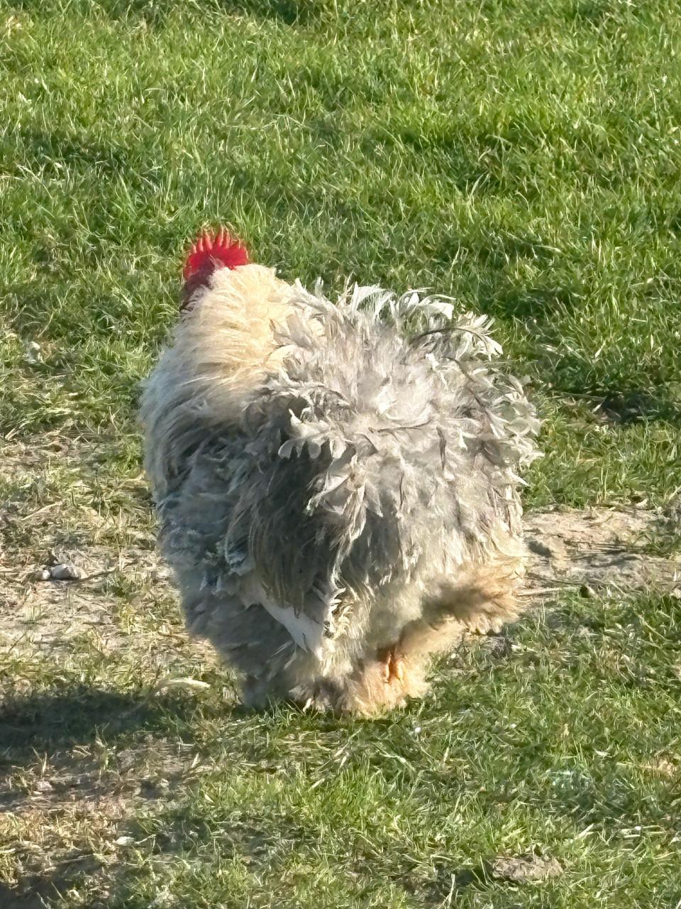 Cochin kriel krul haan