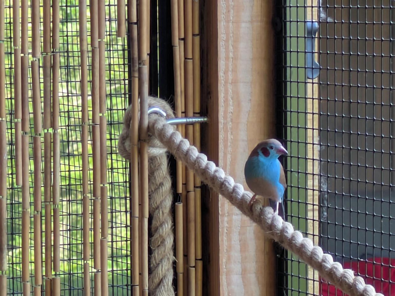 Roodwang blauwfazantje man