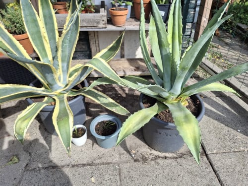 Agaves