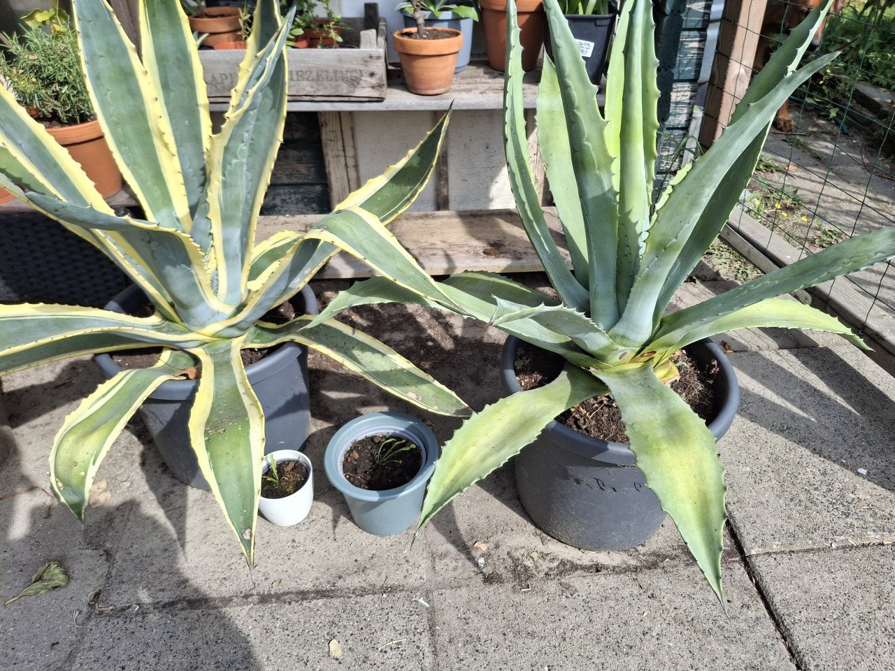 Agaves