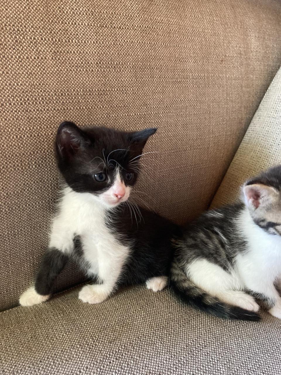 Kittens