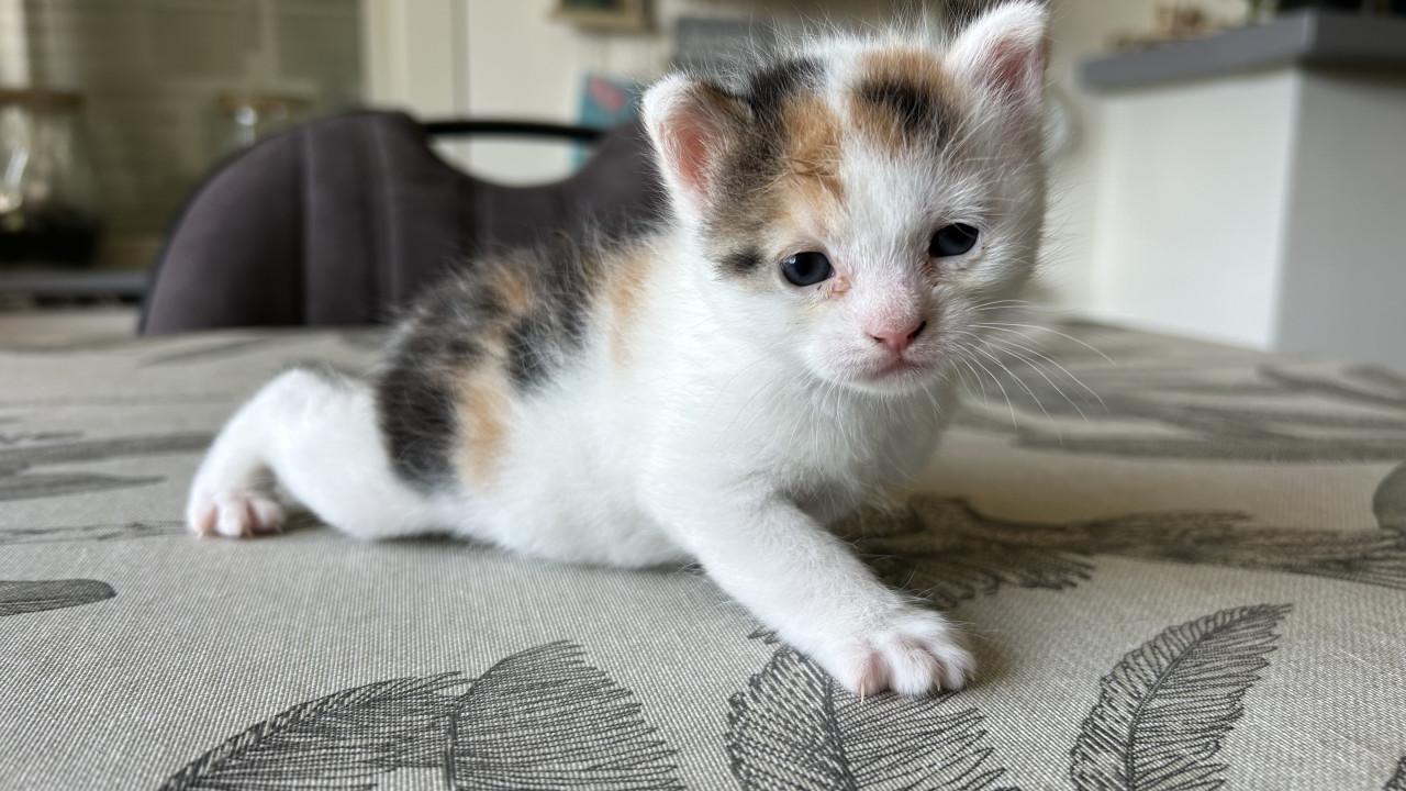 Kittens