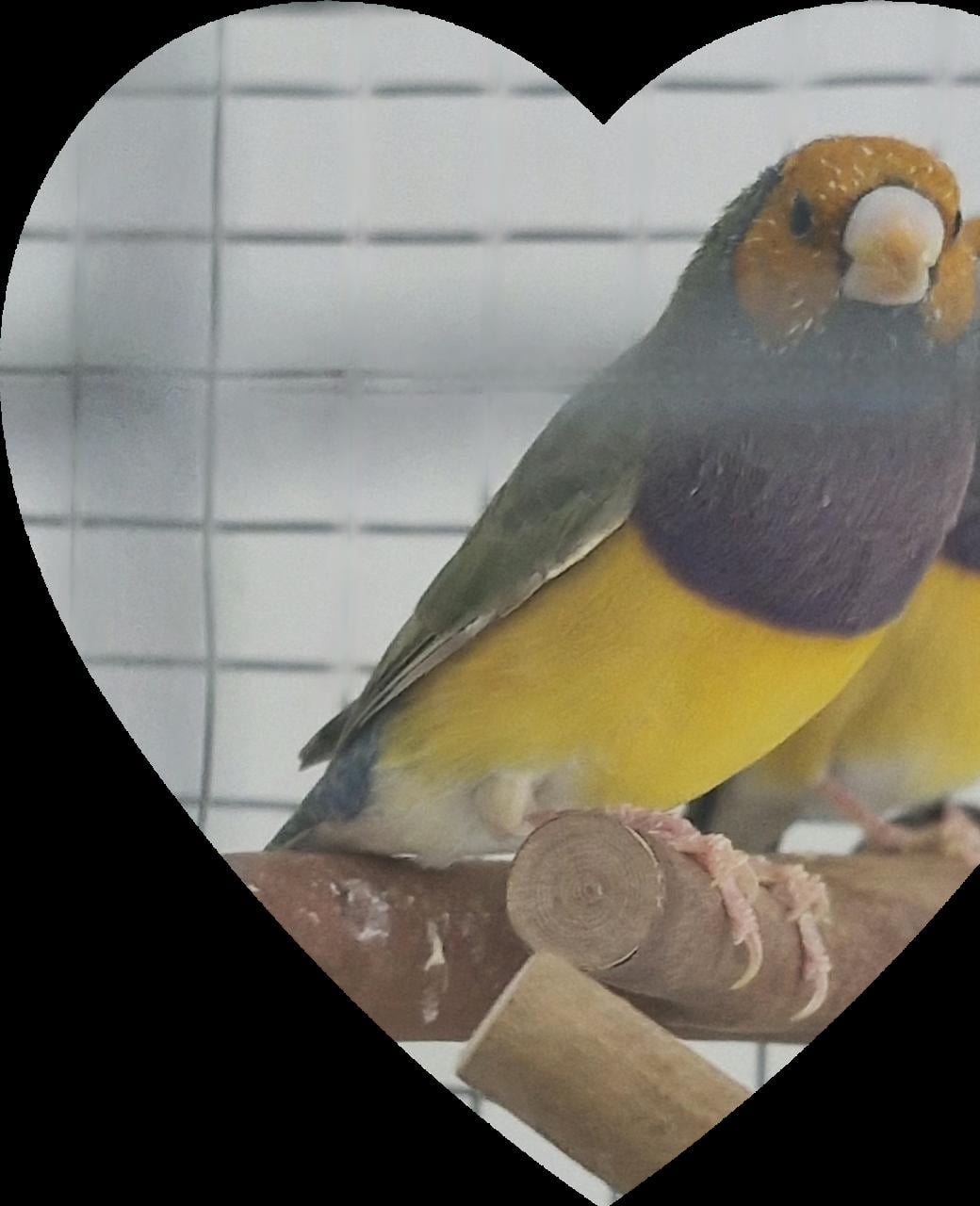 Gouldamadines