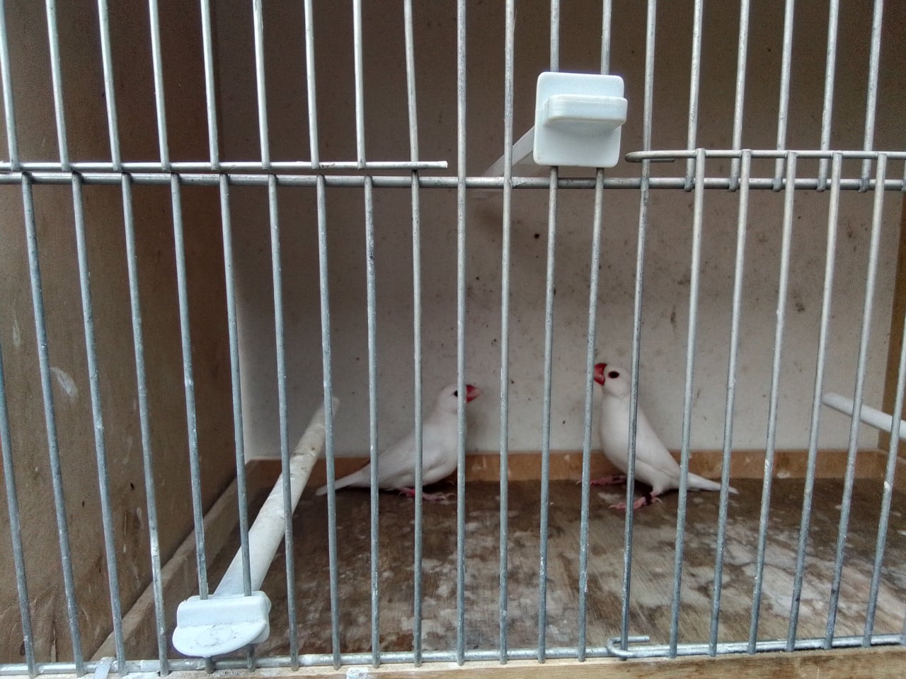 Koppel witte rijstvogels