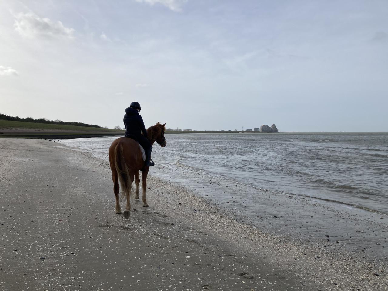 Paard Ramses