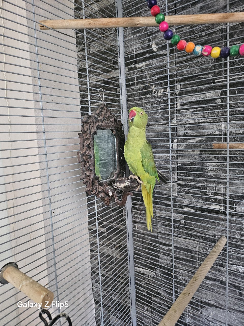 Zeer lieve tamme halsband parkiet