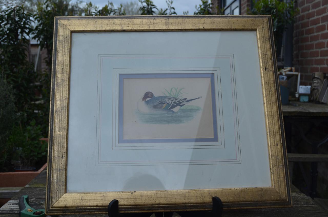 Fraaie handgekleurde litho 'Pintail' (Pijlstaart) 1868