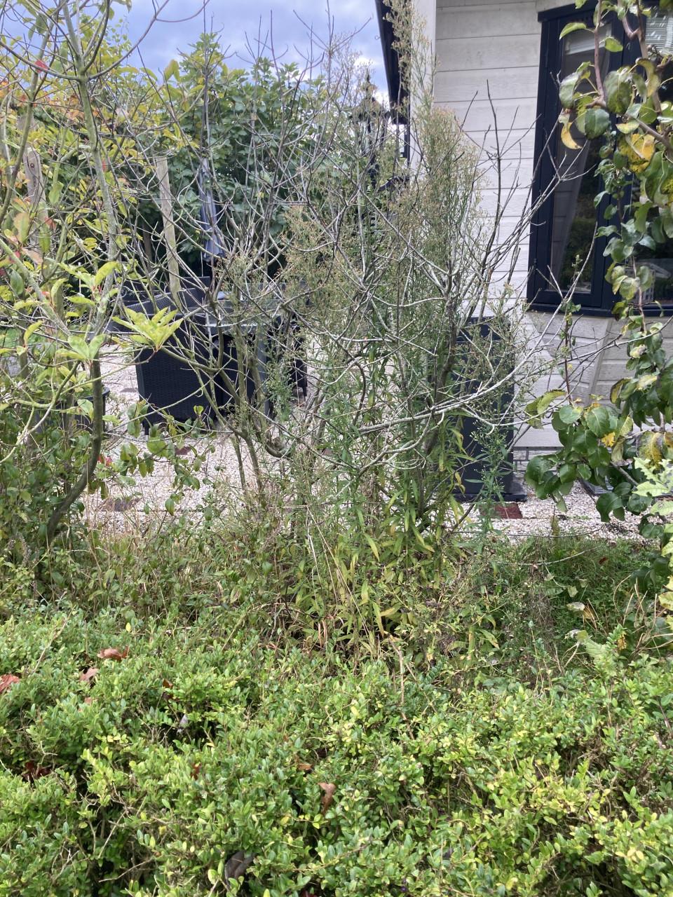Hulp voor tuin gevraagd