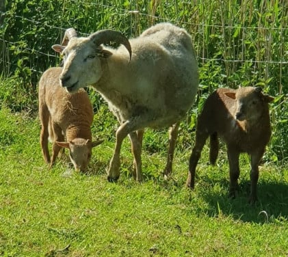Schapen sierraad voor uw weide bij paard of pony