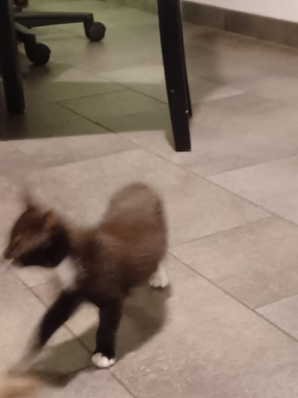 Kittens