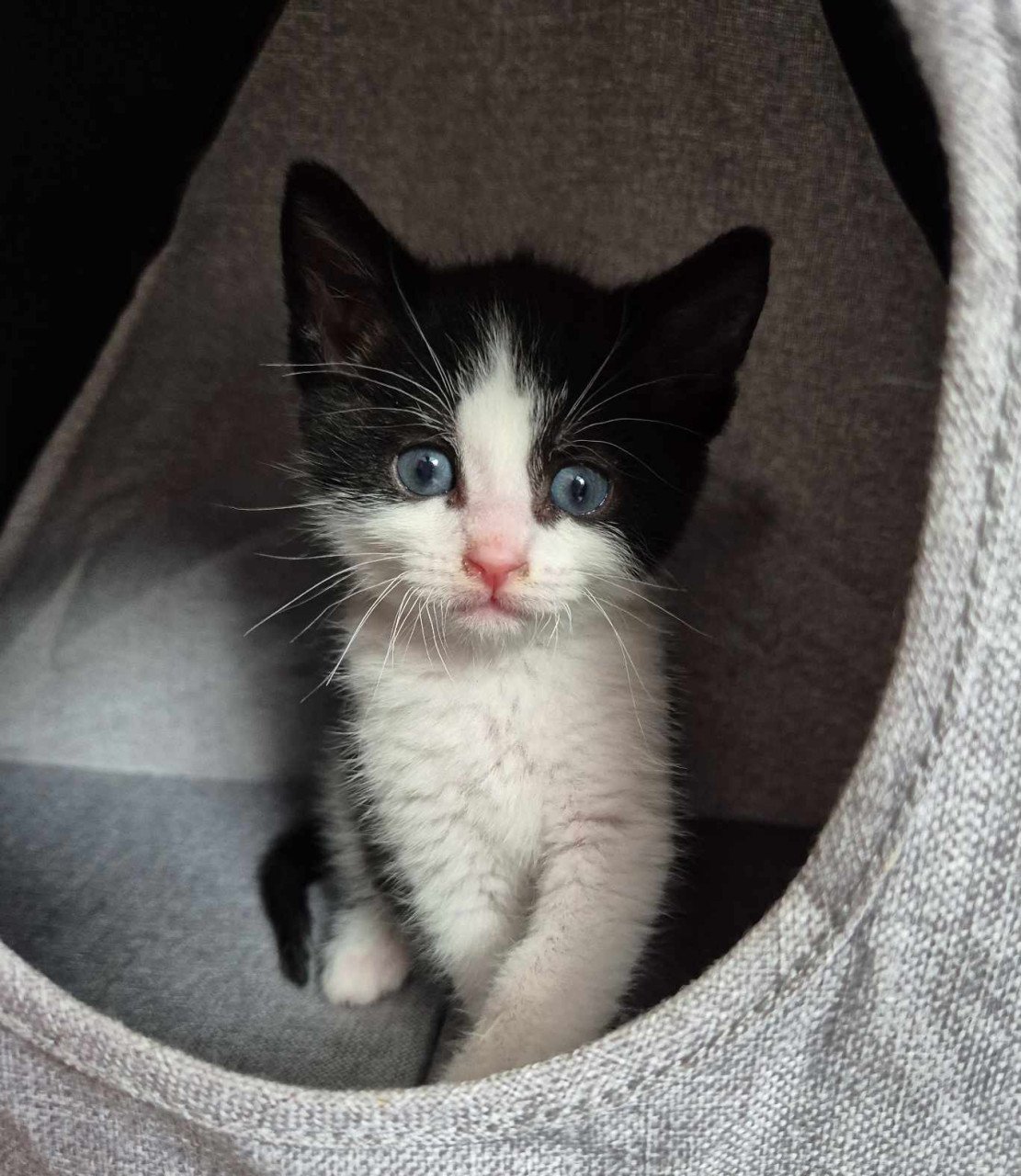 Super lieve sociale grotendeels met de fles opgevoede kittens te koop