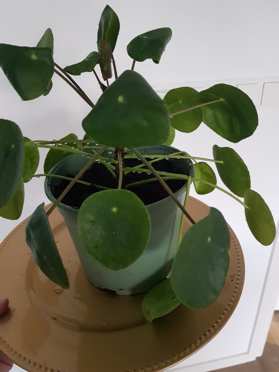 Pannekoekplanten