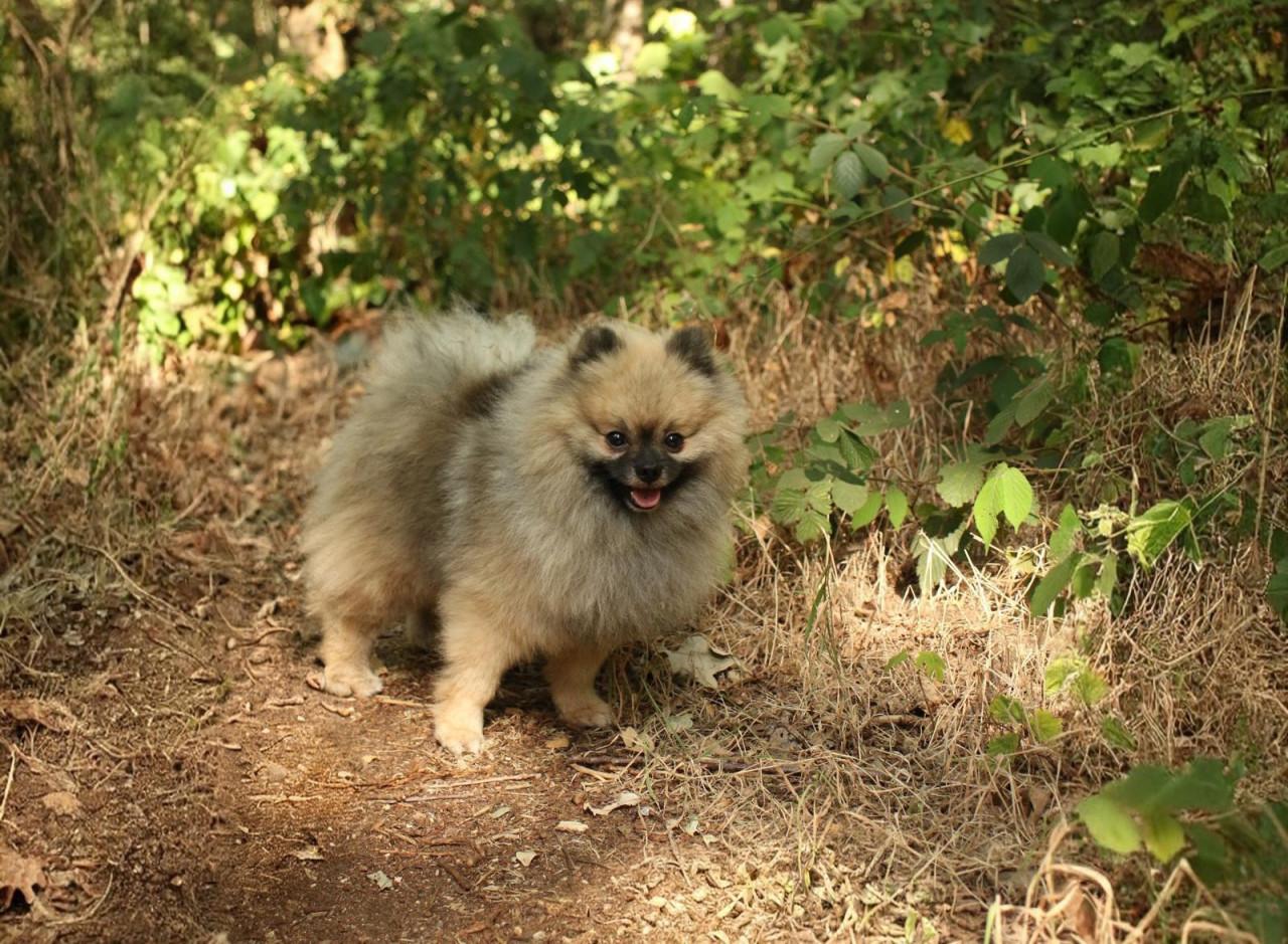 Raszuivere pomeranian ( dwergkees) dekreu