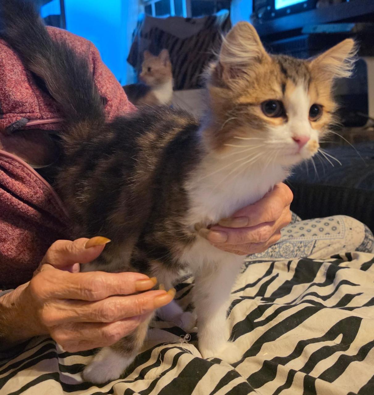 Kittens kruising pers/maincoon