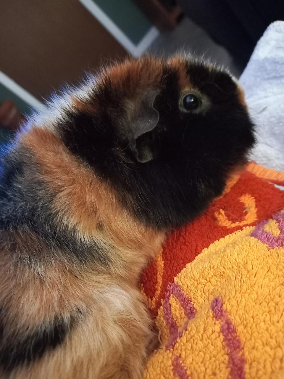 Cookie en muffin zoeken een gouden huisje