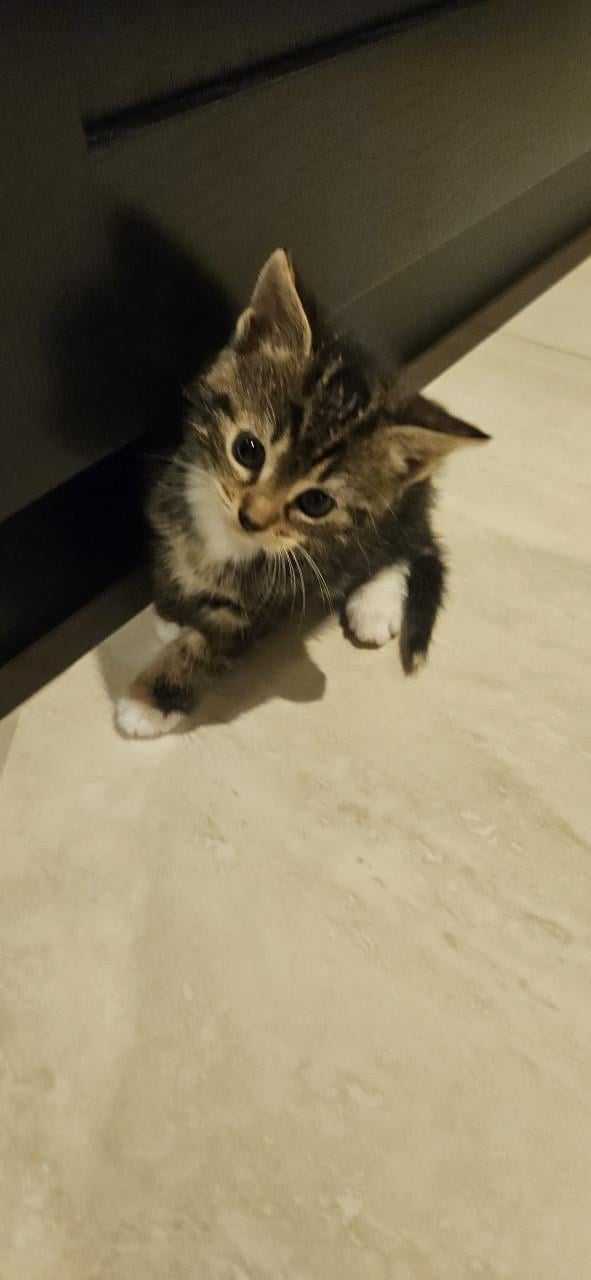 Kittens
