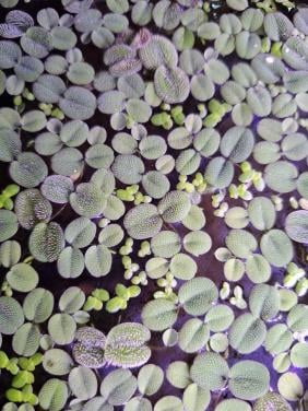 Salvinia Minima/Kleine Vlotvaren