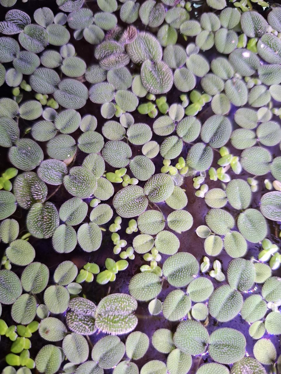 Salvinia Minima/Kleine Vlotvaren