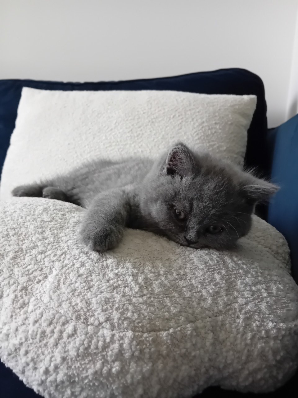 Super lieve Britse korthaar kittens