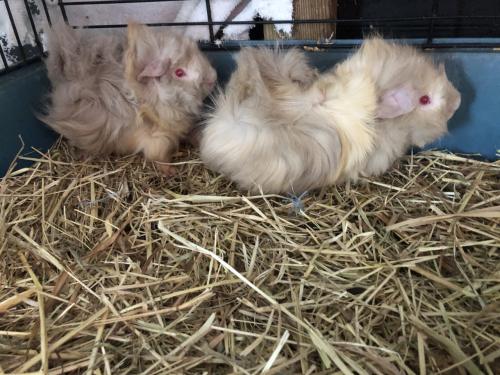 2 knappe caviabroers in speciale kleur!