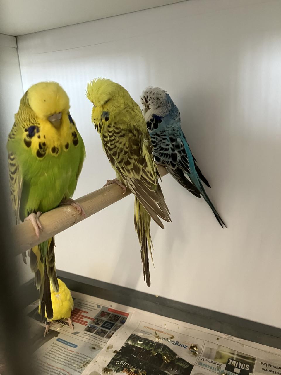 Engelse grasparkieten