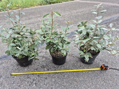 Olijfwilg haagplanten potgekweekt 40-60 cm