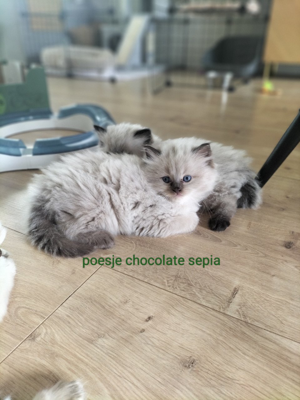 Nog 1 prachtig raszuiver chocolate sepia ragdoll poesje