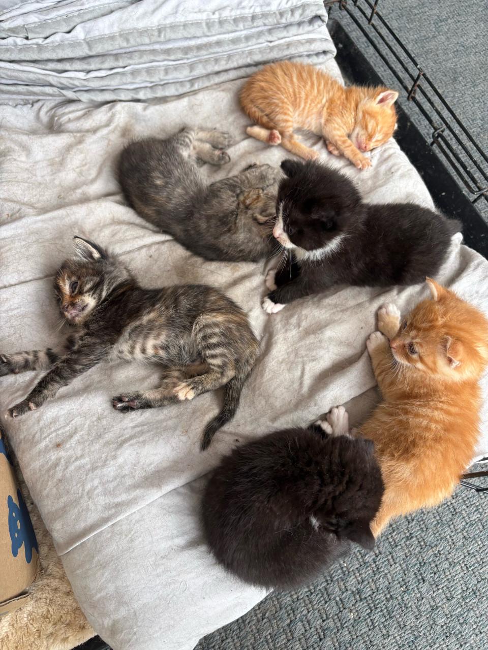 Lieve kittens