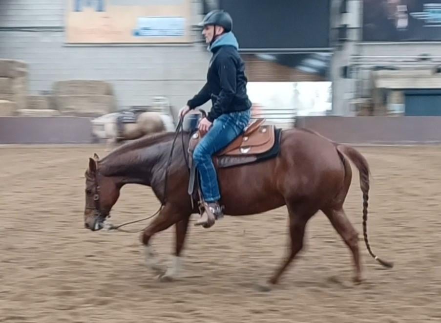 Gratis verzorgpaard (Quarter Horse)