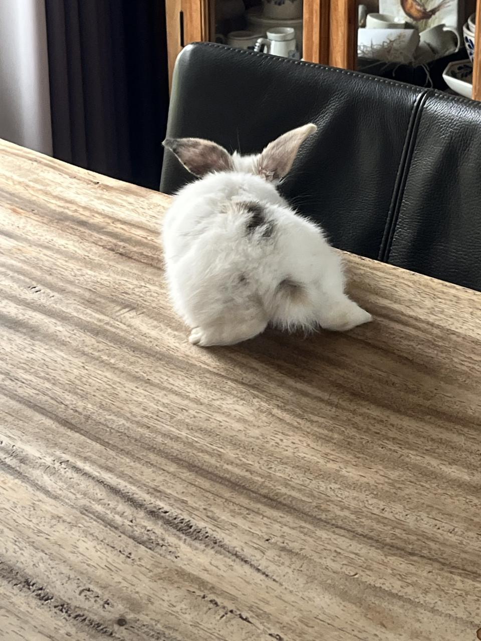 Baby konijn