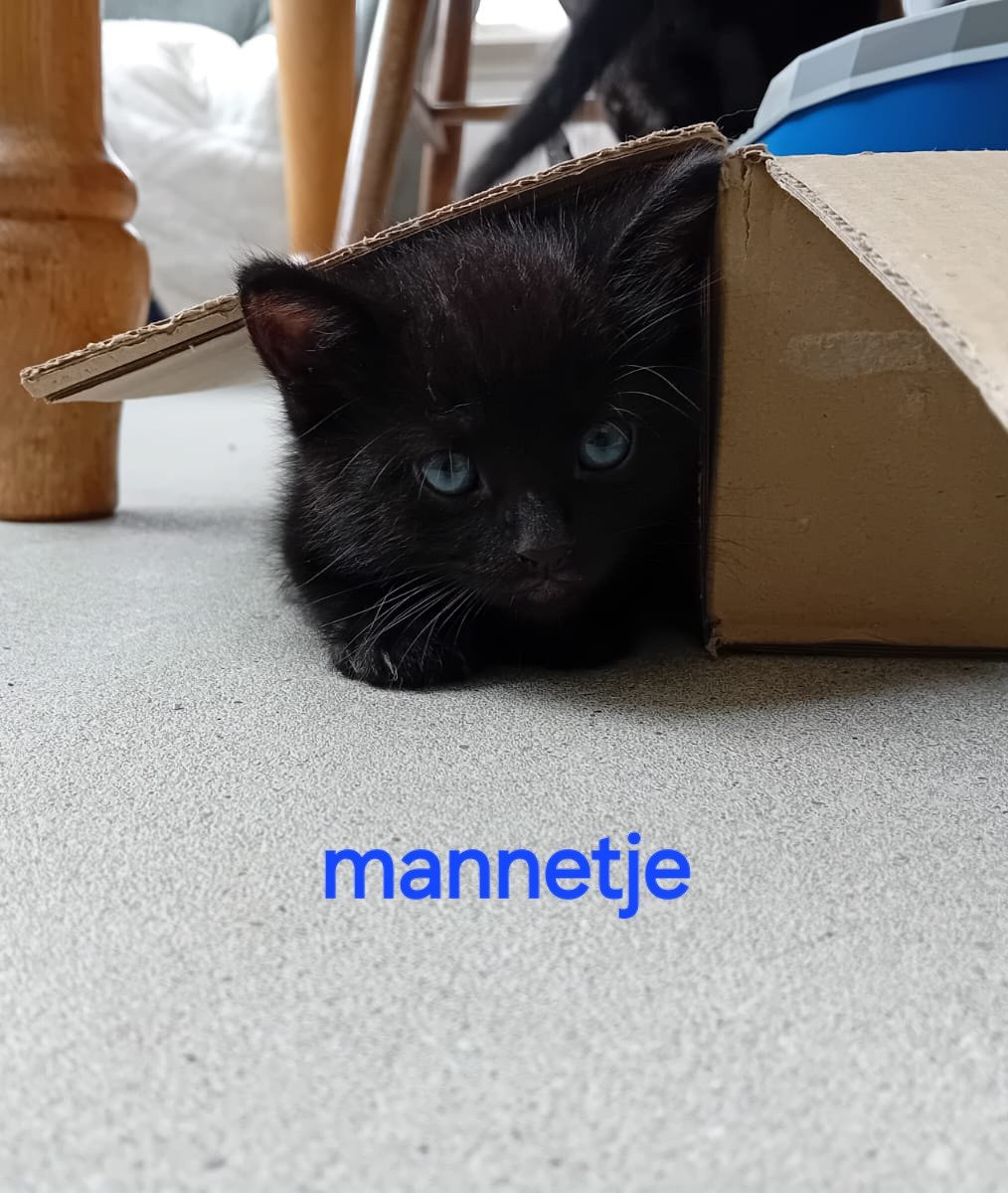 Lieve kittens te koop!