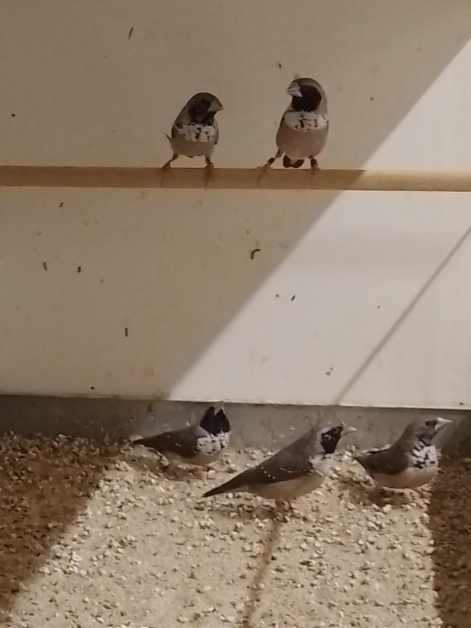 2 x Witborst rietvink