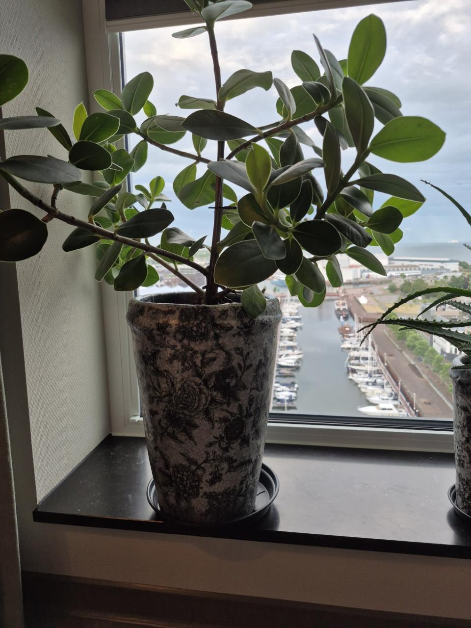 Prachtige serie bloempotten (PTMD) inclusief planten