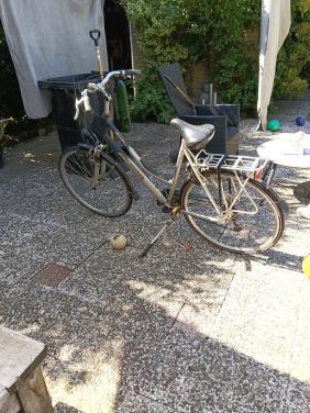 Damesfiets Altra meridion