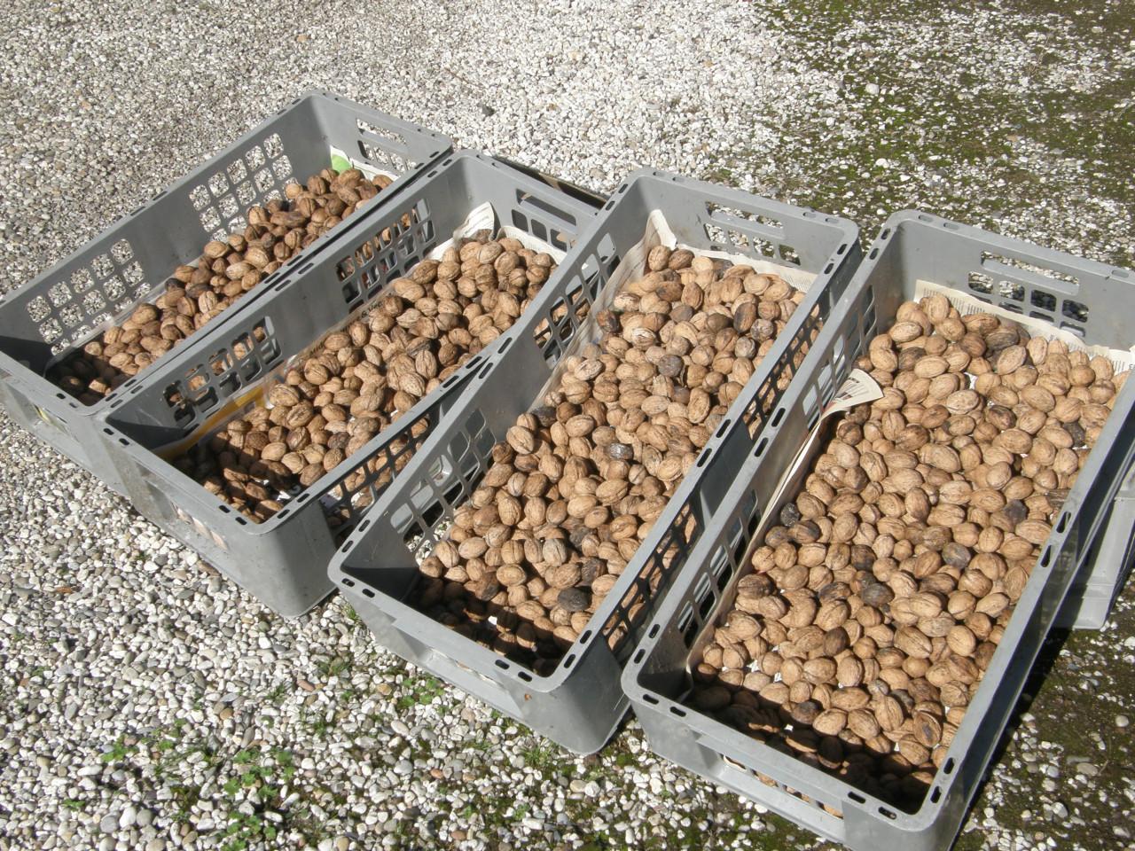 Heerlijke biologische walnoten