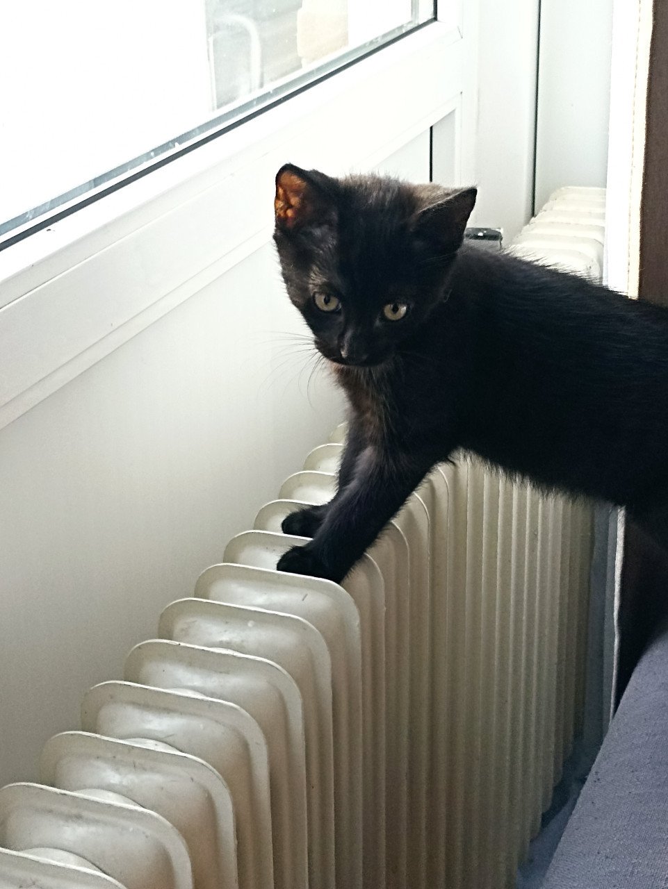 Kittens