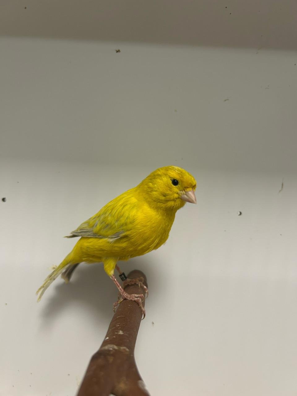 Ruime keuze kanaries