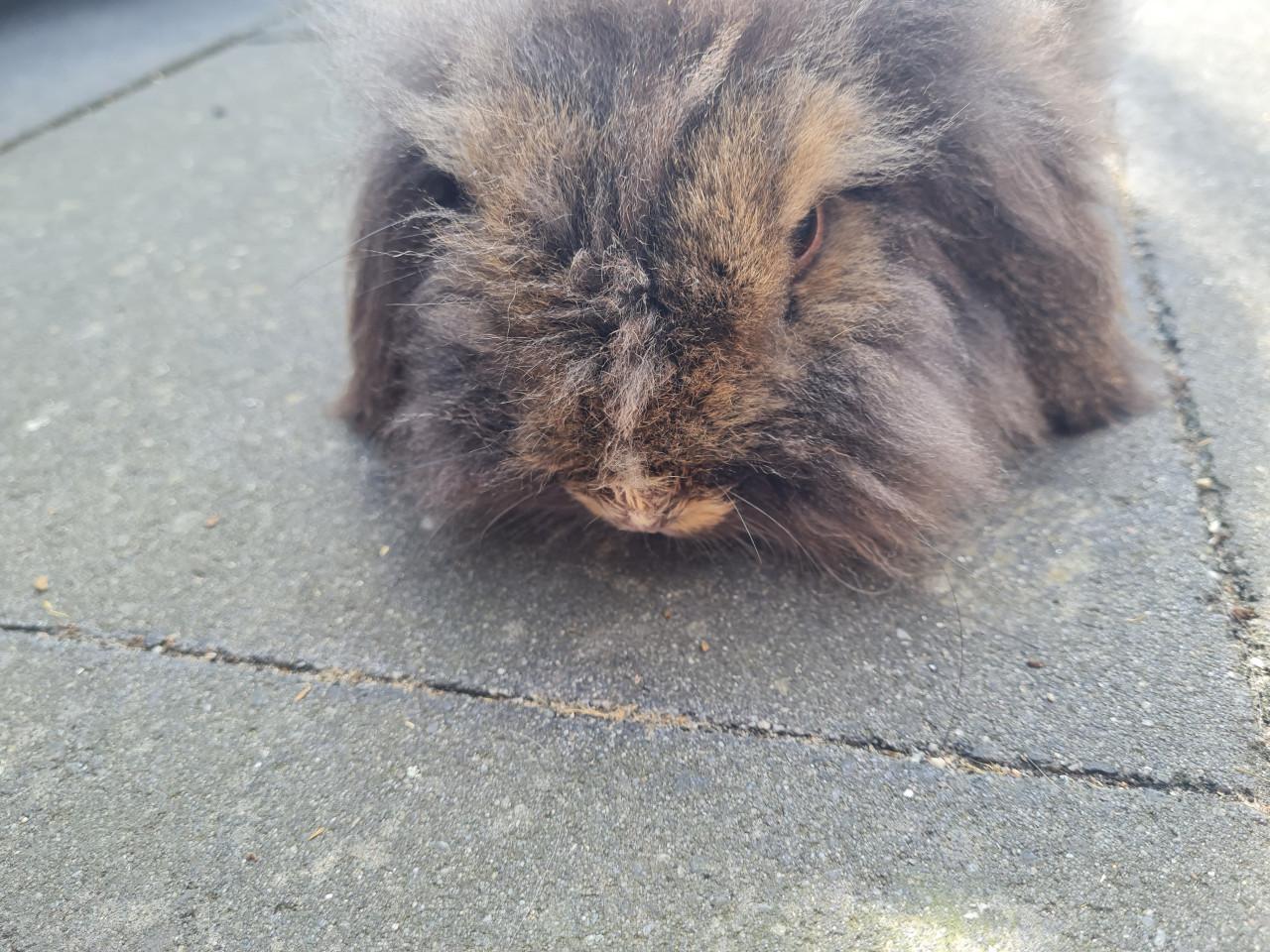 Konijn Teddy Widder