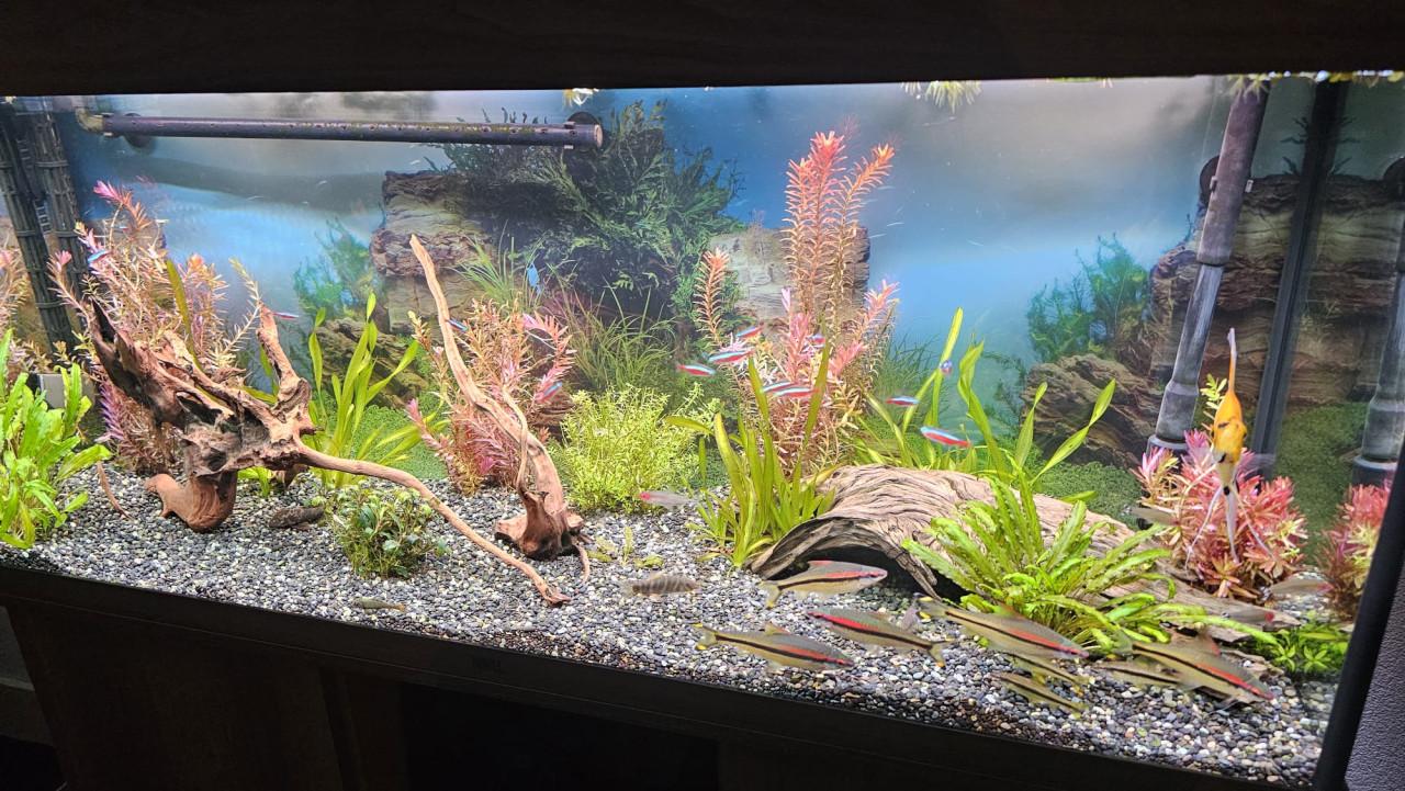 Compleet Juwel Rio 240 Aquarium