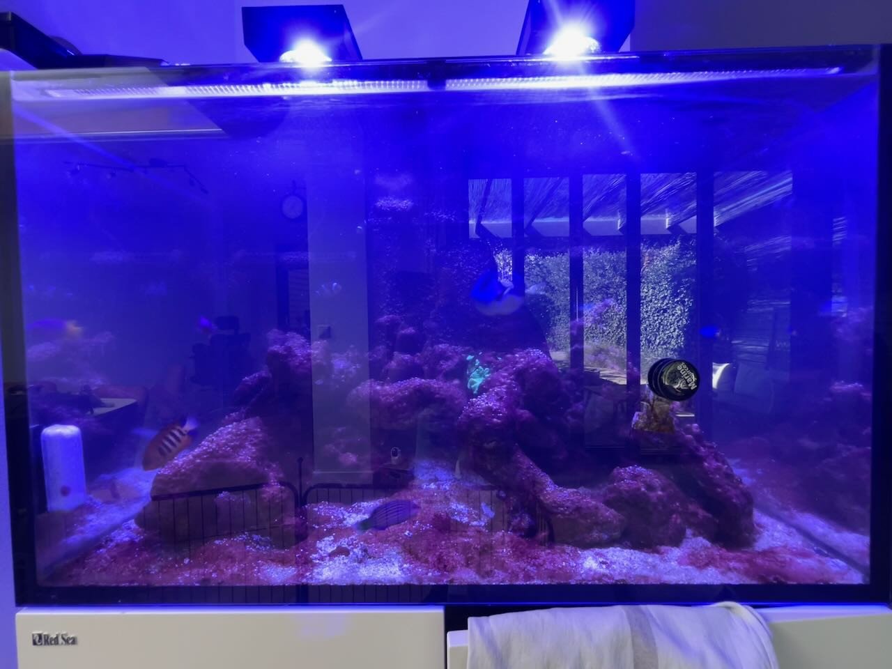Diverse zeeaquarium vissen i.v.m. stoppen