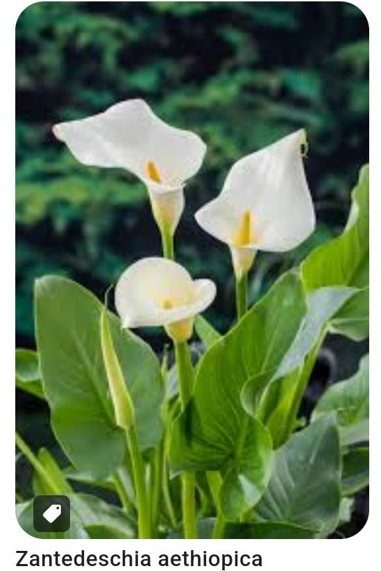 Witte aronskelk stekken
