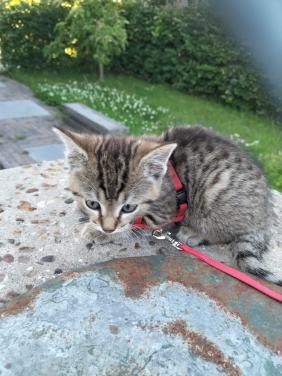 Kitten