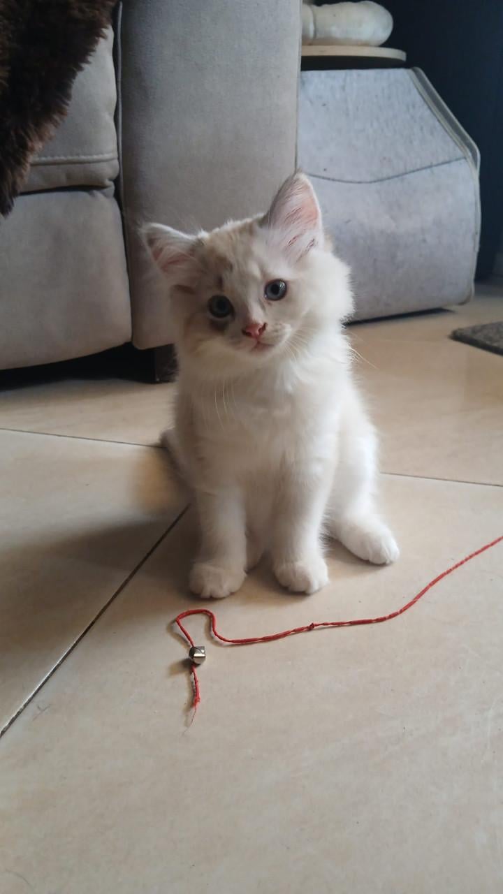 2 ragdoll kittens