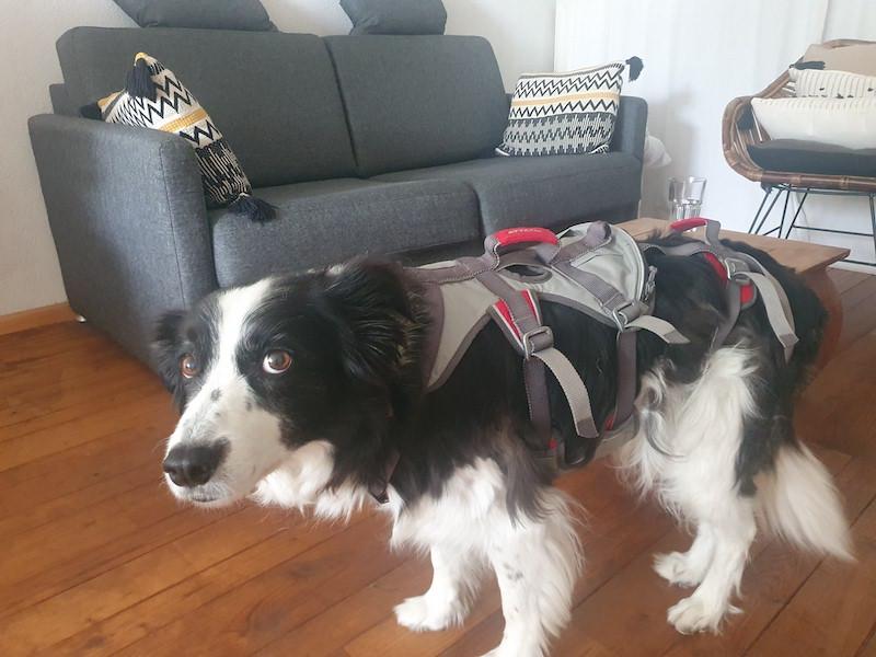 Honden harnas / tuig Ruffwear Attach