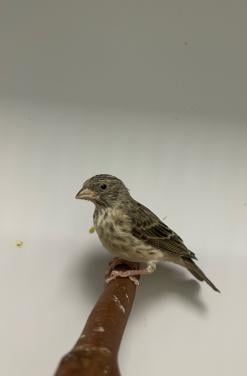 3 witstuit edelzangers